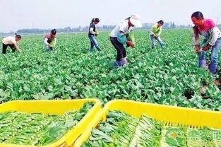 國辦發文助力貧困農戶 消費扶貧促增收，鄉村振興正當時