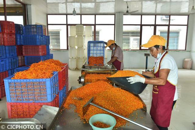 衡東三樟鎮(zhèn) 黃貢椒“變身”剁辣椒，線上加工助農(nóng)增收